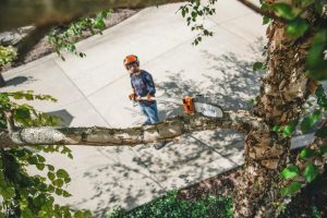 STIHL HT 135 Petrol Pole Pruner | 1/4″ PM3 Cutting Attachment 30 cm