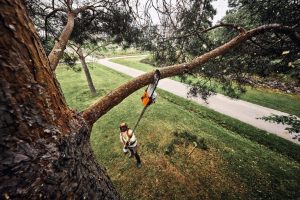 STIHL HTA 160 Cordless Pole Pruner | 1/4″ PM3 Cutting Attachment 30 cm