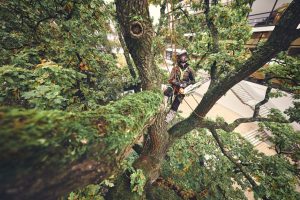 STIHL MSA 220 T Cordless Chainsaw | 3/8″ PS3 Pro Cutting Attachment 30 cm