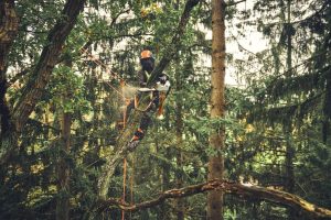 STIHL MSA 220 T Cordless Chainsaw | 3/8″ PS3 Pro Cutting Attachment 35 cm